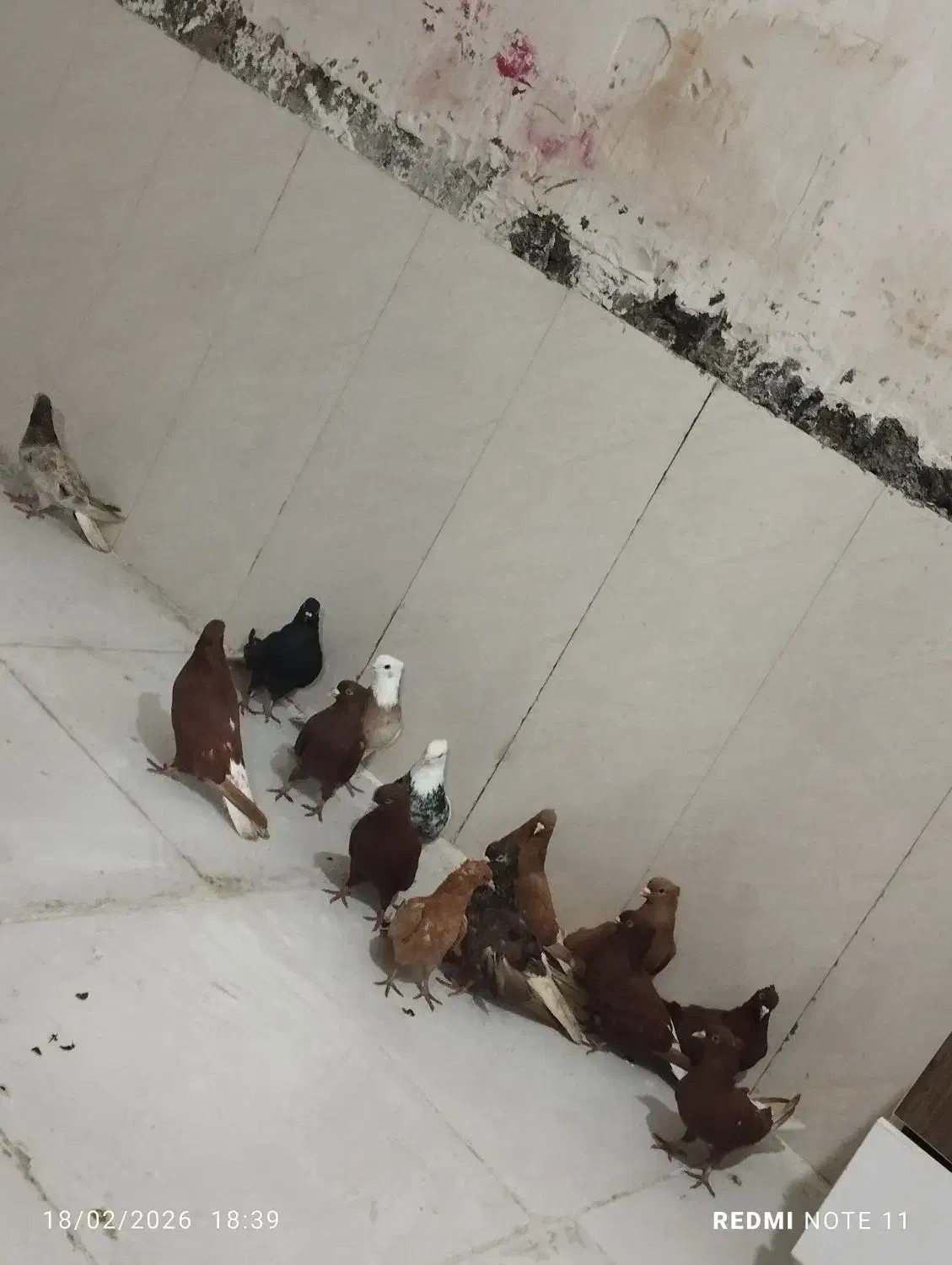 کبوتر رنگی|پرنده|شادگان, |دیوار