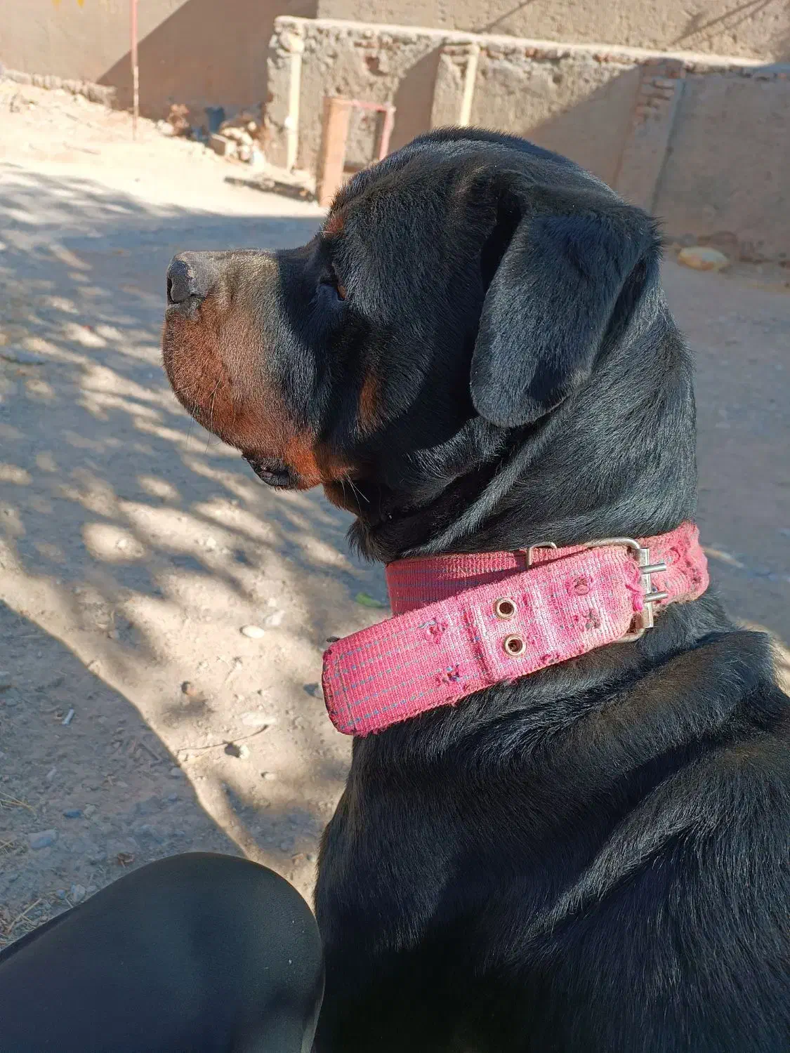 روتوایلر نر آماده کشش|سگ|صحنه, |دیوار