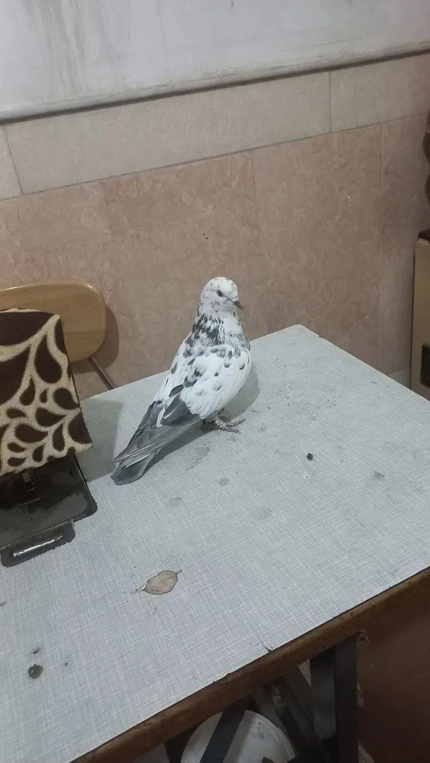 کبوتر|پرنده|قم, نیروگاه|دیوار