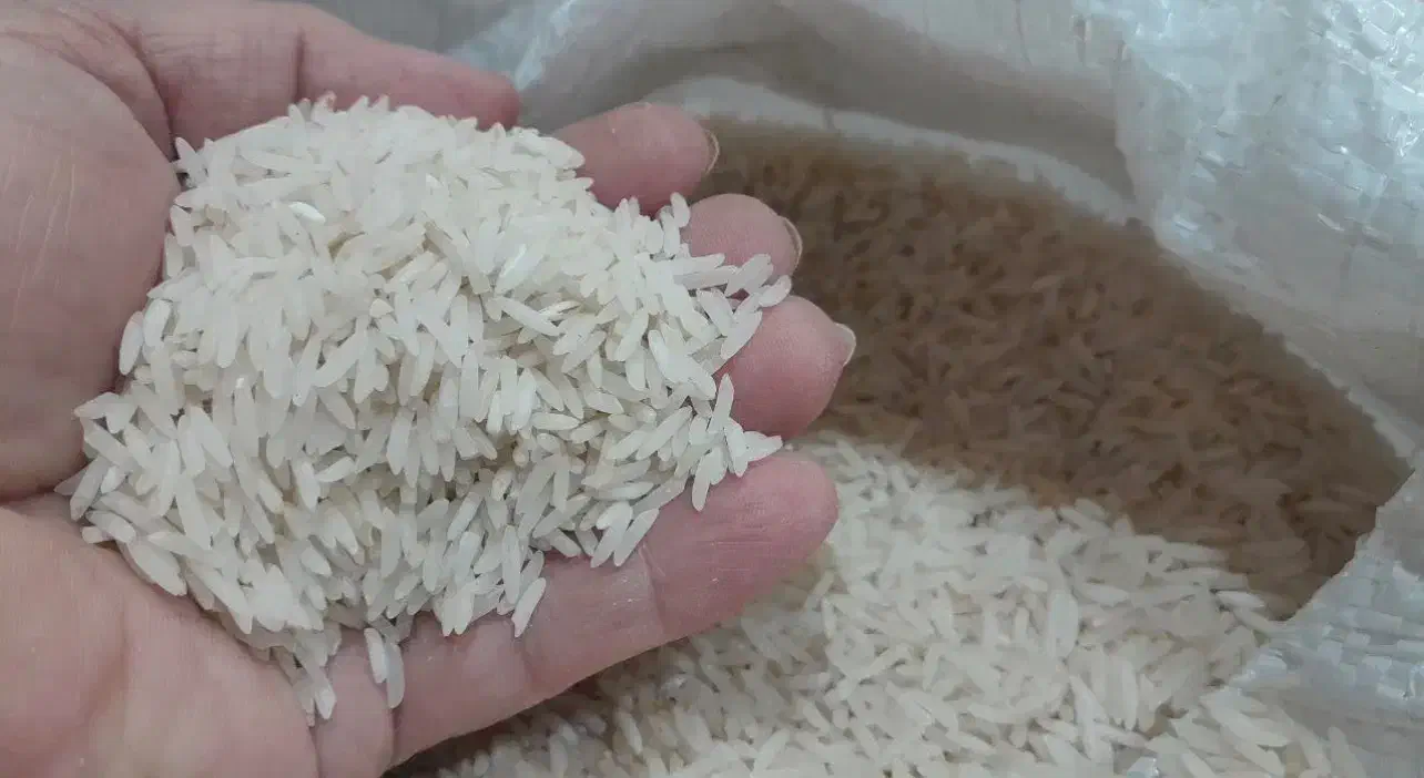 برنج سوزنی /اعلا/سوزنی/طارم/برنج فجر|عمدهفروشی|امامزاده عبدالله, |دیوار