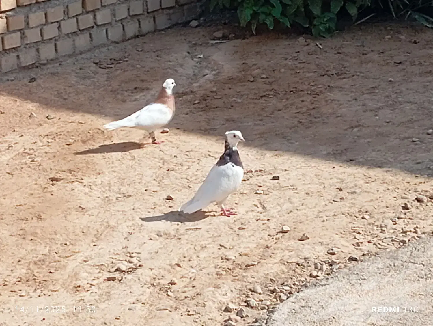 طوقی|پرنده|بهبهان, |دیوار