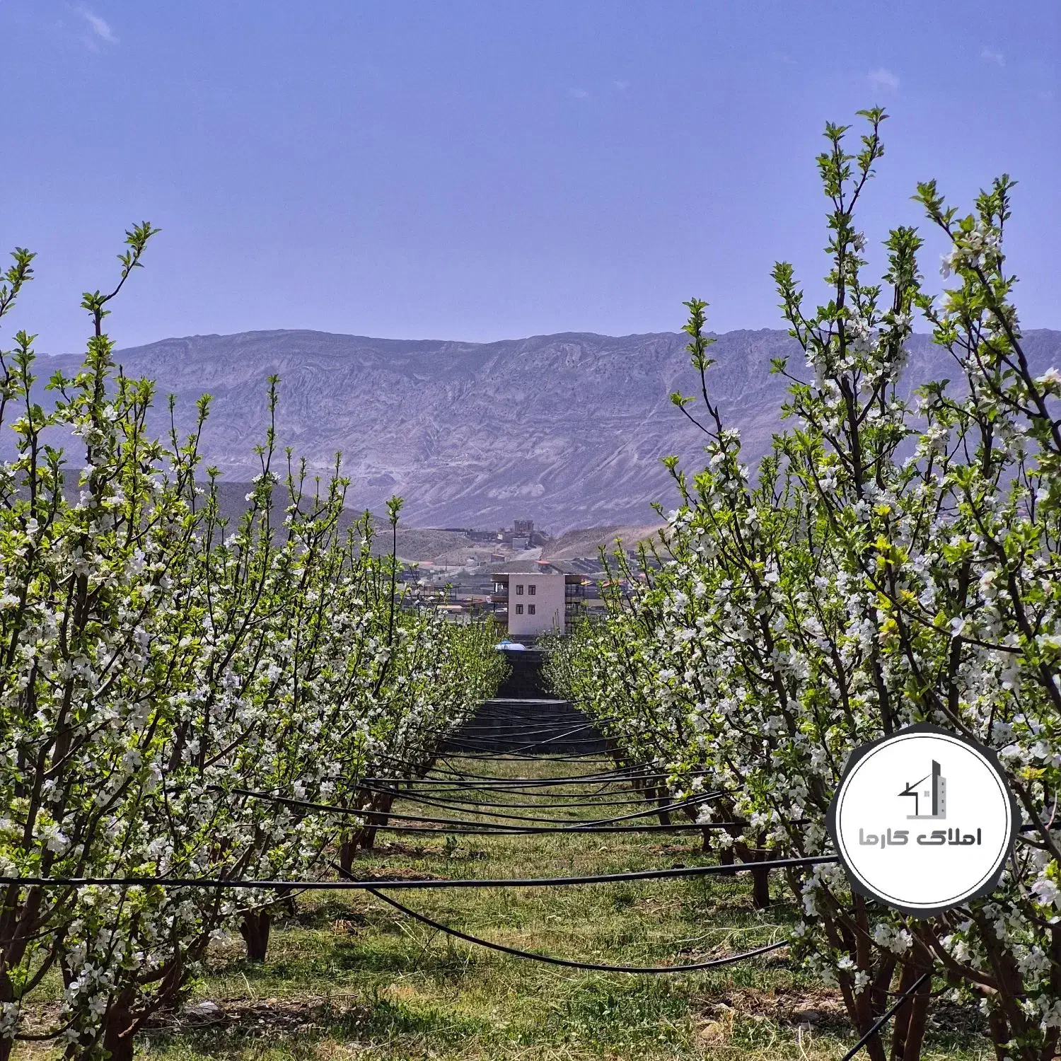 قطعات ویلایی باغچه / درختان بارده (دماوند)|فروش زمین و ملک کلنگی|تهران, ونک|دیوار