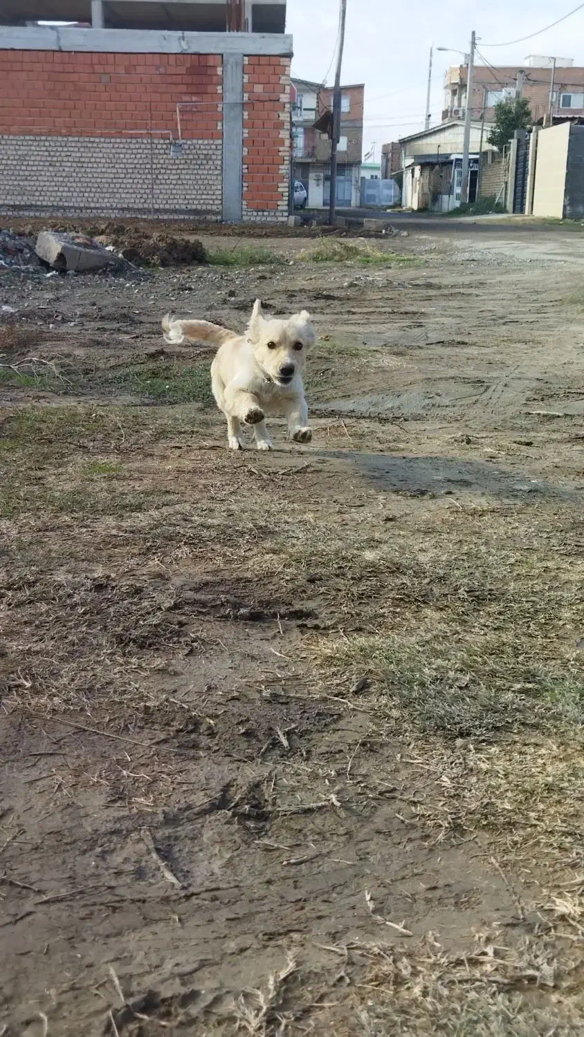 سگ.|سگ|آق قلا, |دیوار