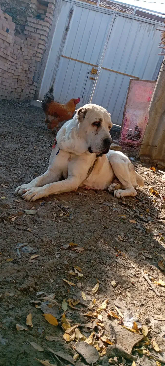 الابای خط خونی قویی دختر تانک الان فل آمده|سگ|انبارآلوم, |دیوار