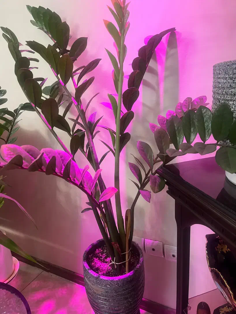 زاموفیلیا|گل و گیاه طبیعی|تهران, حافظیه|دیوار