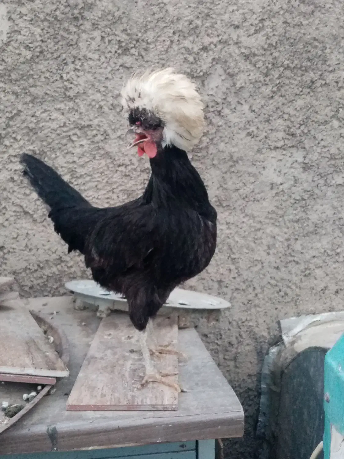 یک مرغ لهستانی و یک مرغ سلطان تخم گذار و دو جوجه|حیوانات مزرعه|قرچک, شهرک الحدید|دیوار