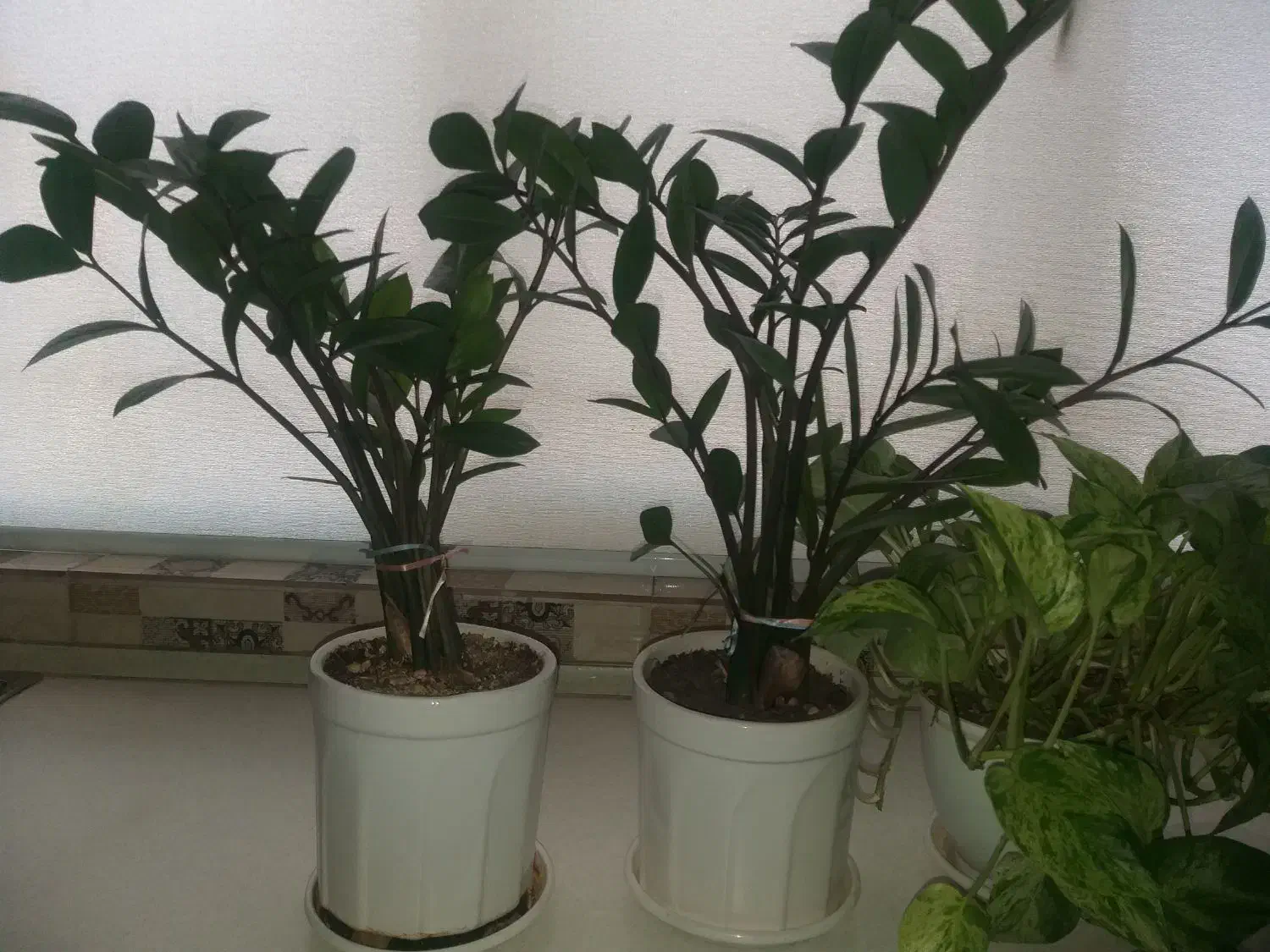 گل و گلدان|گل و گیاه طبیعی|ری, دیلمان|دیوار