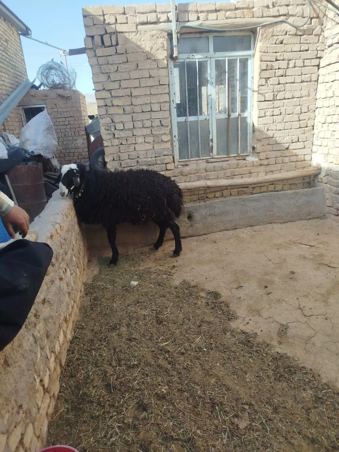 قوچ شال|حیوانات مزرعه|معصومیه, |دیوار