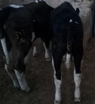 گوساله ماده سیمینتال|حیوانات مزرعه|فرمهین, |دیوار