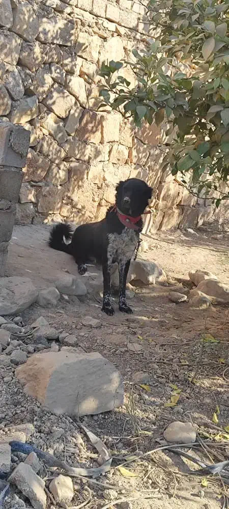 واگذاری سگ قدرجونی|سگ|فیروزآباد (فارس), |دیوار