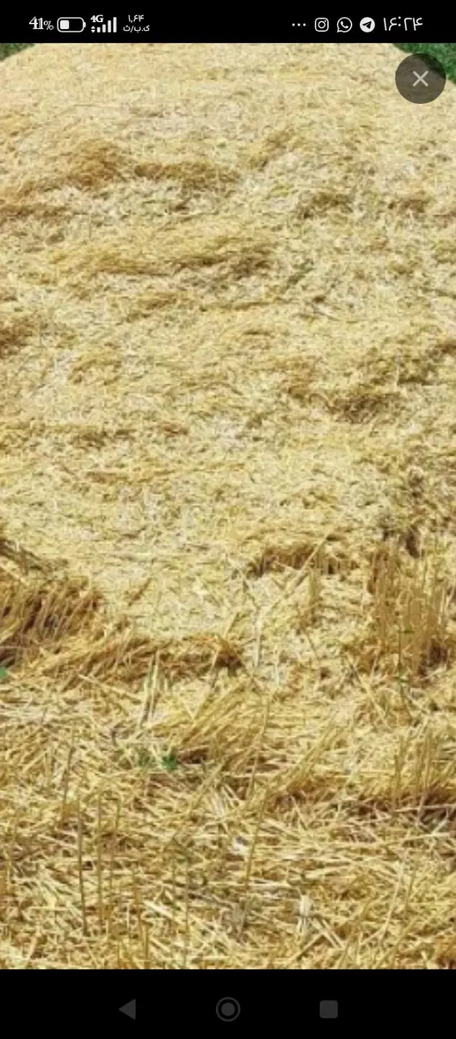کاه گندم|گل و گیاه طبیعی|اقلید, |دیوار