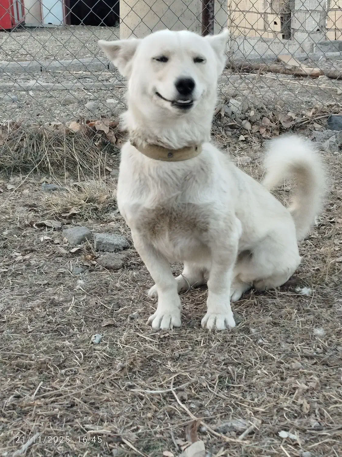 فروش سگ|سگ|اردبیل, |دیوار