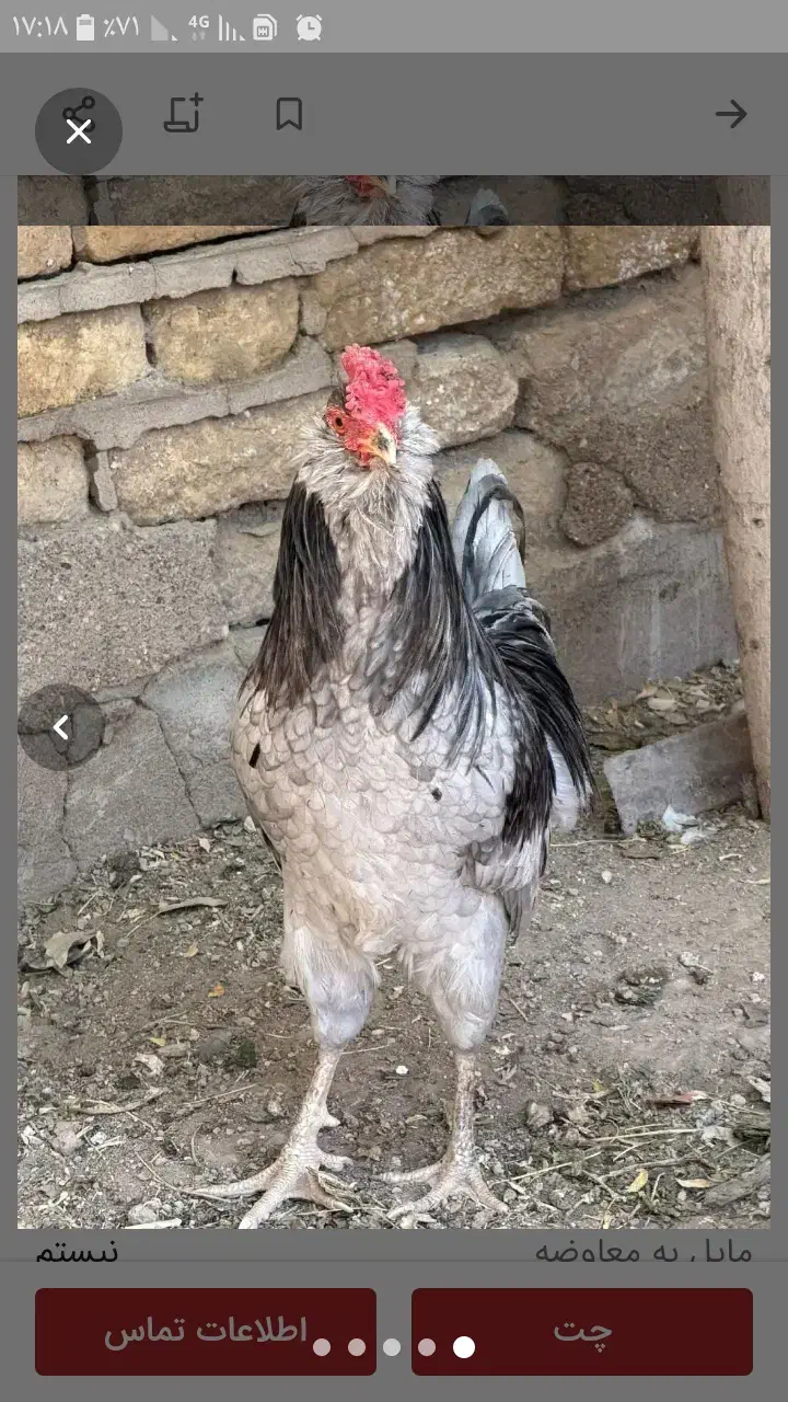 تخم مرغ گلین چهل تاج ریشو|حیوانات مزرعه|اهواز, اهواز|دیوار
