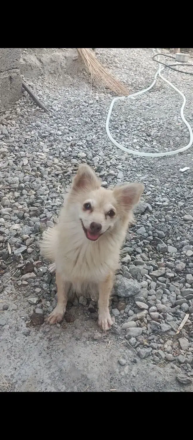 سگ پاکوتاه با توله|سگ|میناب, |دیوار