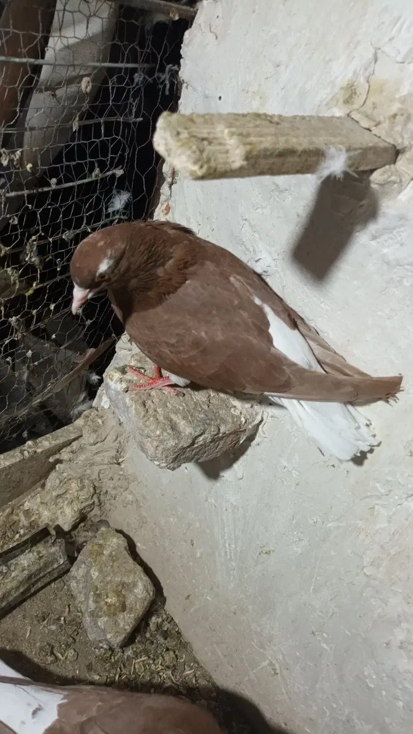 کبوتر دم سفید|پرنده|گناباد, |دیوار