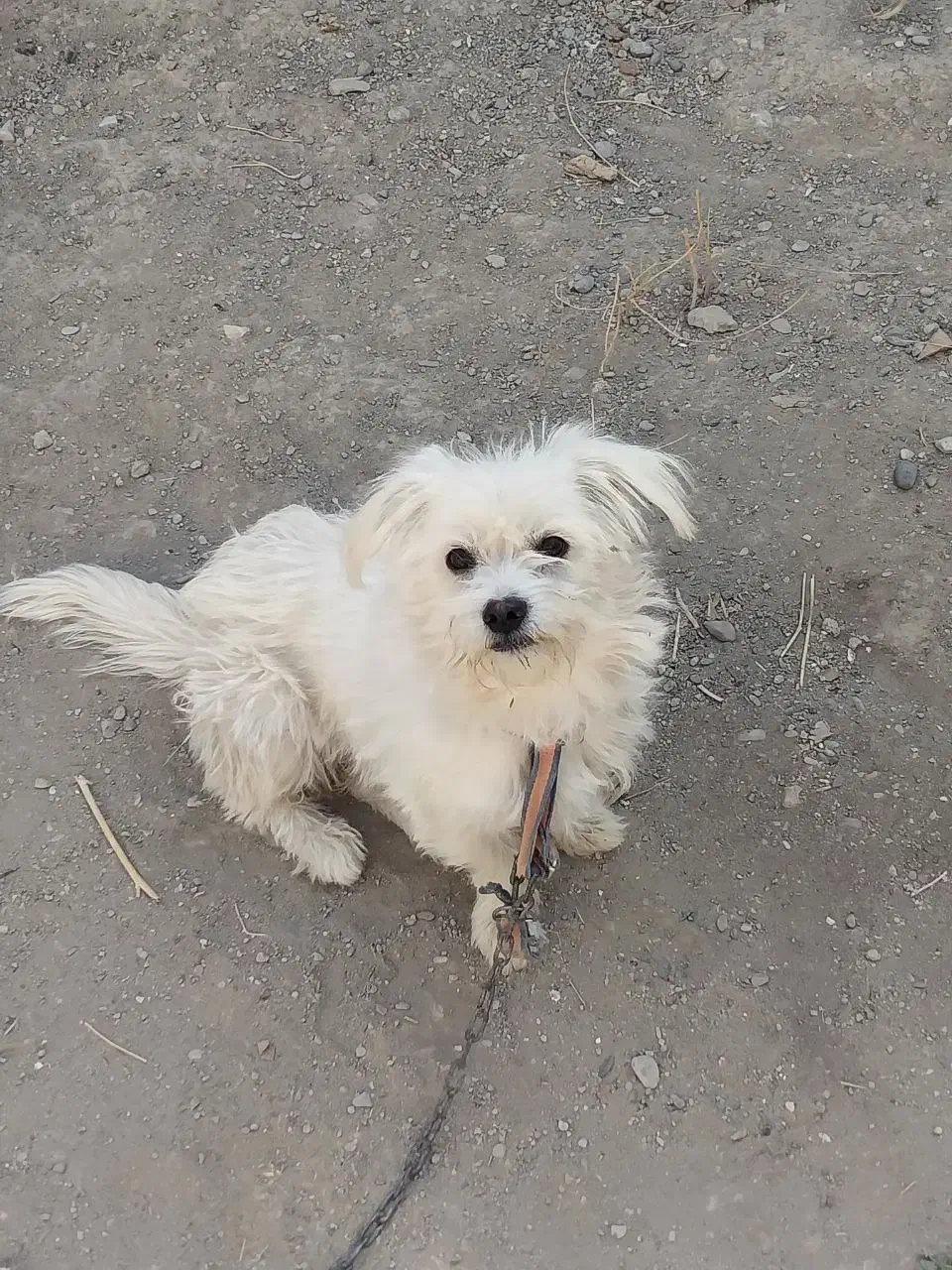 سگ شیتزو|سگ|شیروان (خراسان), |دیوار