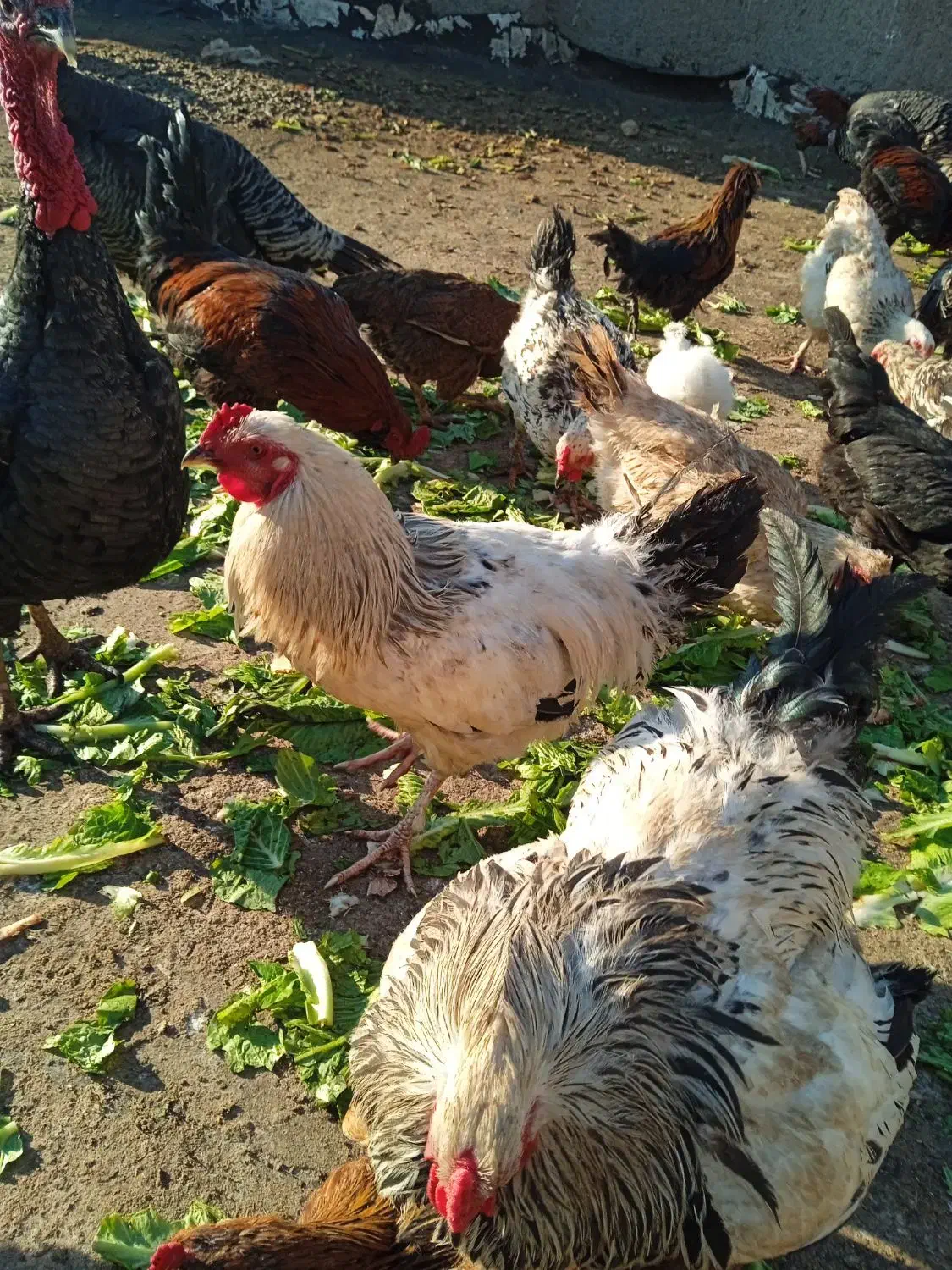 خروس لاری|حیوانات مزرعه|مشهد, ابوذر|دیوار