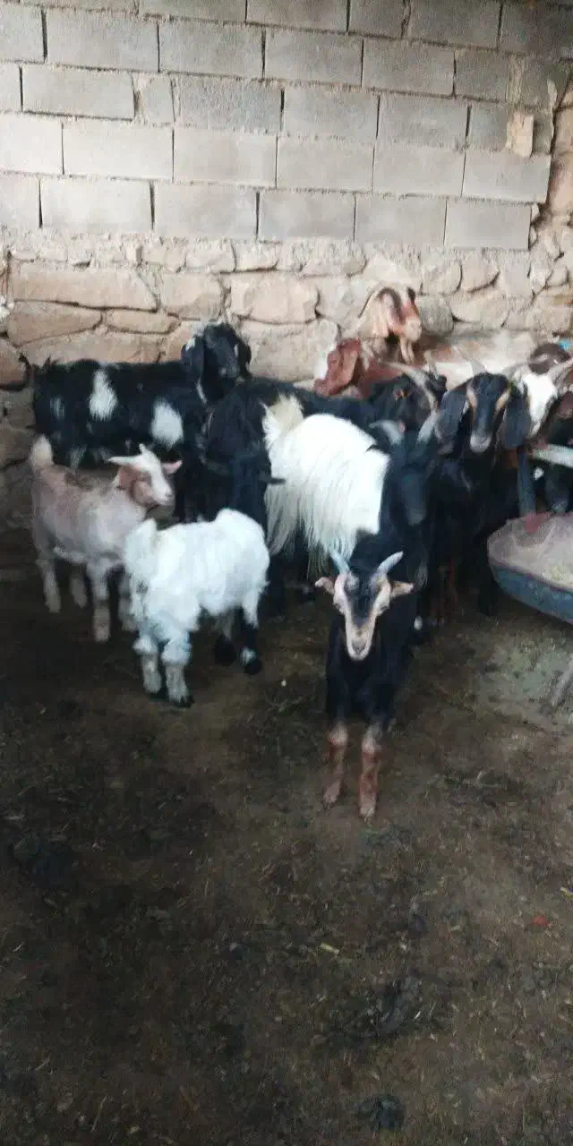 بز زاییده|حیوانات مزرعه|بهبهان, |دیوار