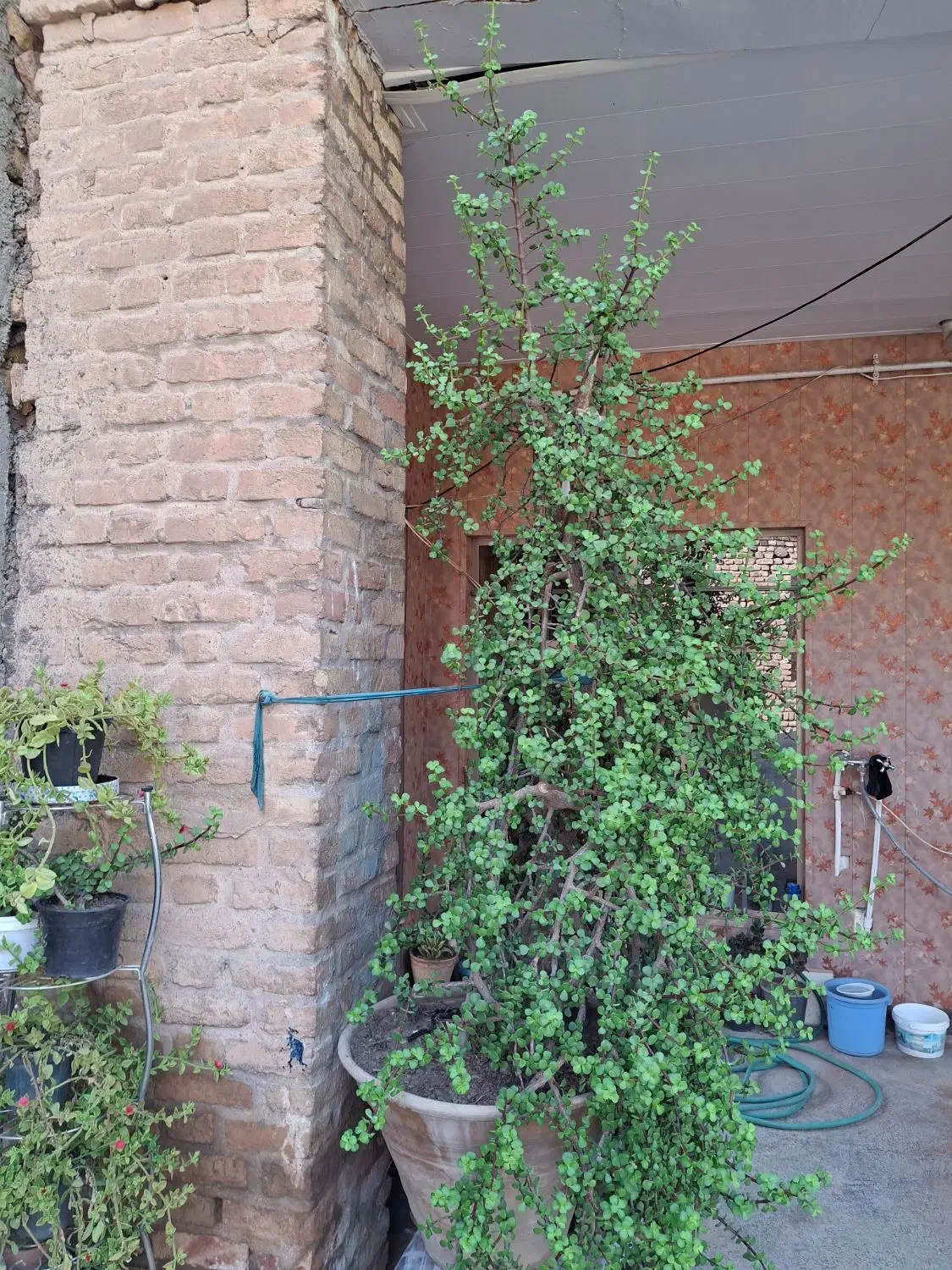 گل بنسای کراسولا طبیعی|گل و گیاه طبیعی|تهران, کامرانیه|دیوار