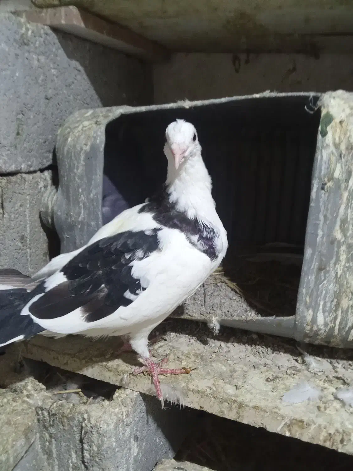 کفترنرابلغ300|پرنده|شیروان (خراسان), |دیوار