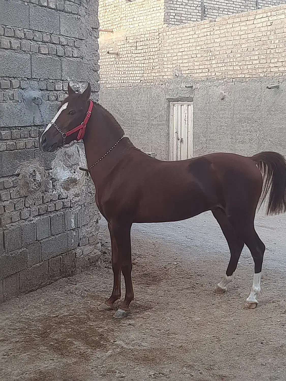 اسب|اسب و تجهیزات اسب‌سواری|اصفهان, رهنان|دیوار