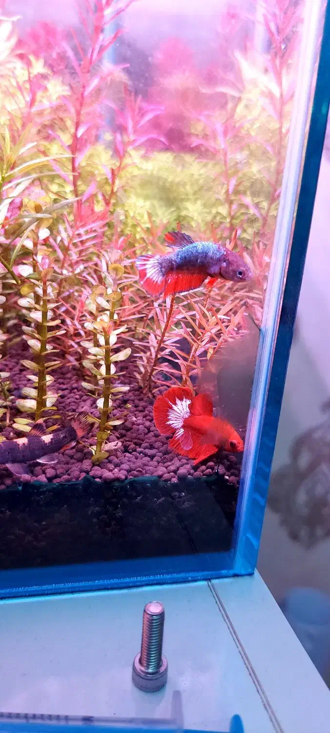 فایتر پلاکت|ماهی|ری, ظهیرآباد|دیوار