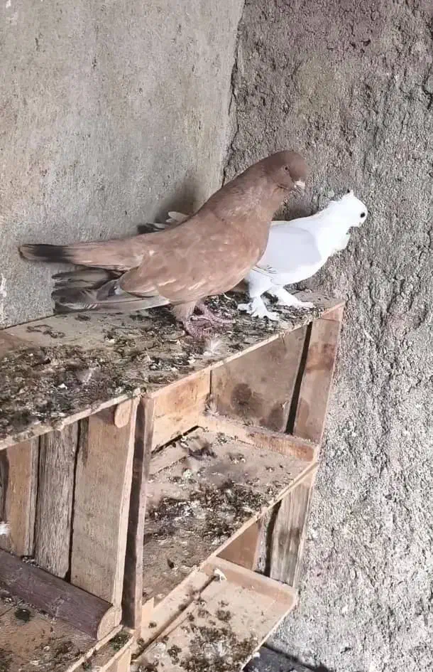 نر کله ای طلایی بزرگ|پرنده|بندر دیر, |دیوار