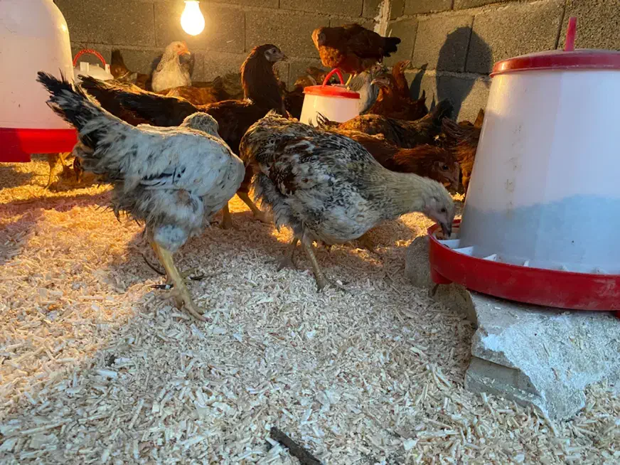 فروش ۵۰ تامرغ و خروس محلی گلپایگان و برهما|حیوانات مزرعه|هشتگرد, تهران دشت|دیوار