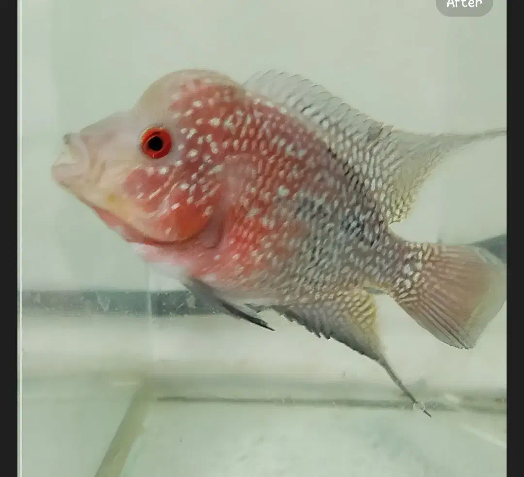 فلاور هورن رد دراگون|ماهی|بجنورد, |دیوار