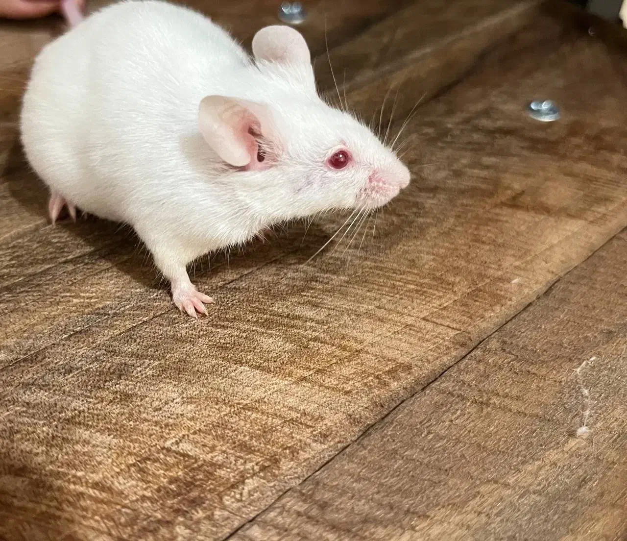 موش آزمایشگاهی|موش و خرگوش|تهران, شیخ هادی|دیوار