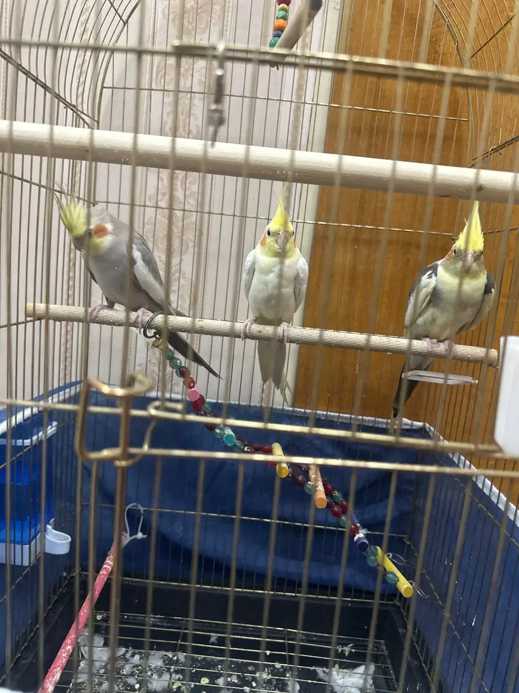 پرنده زینتی عروس هلندی|پرنده|آذرشهر, |دیوار