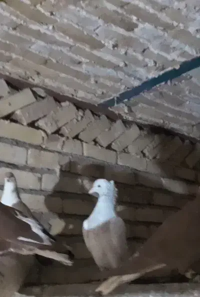 کله الماسی|پرنده|تربتحیدریه, حاجی یار|دیوار