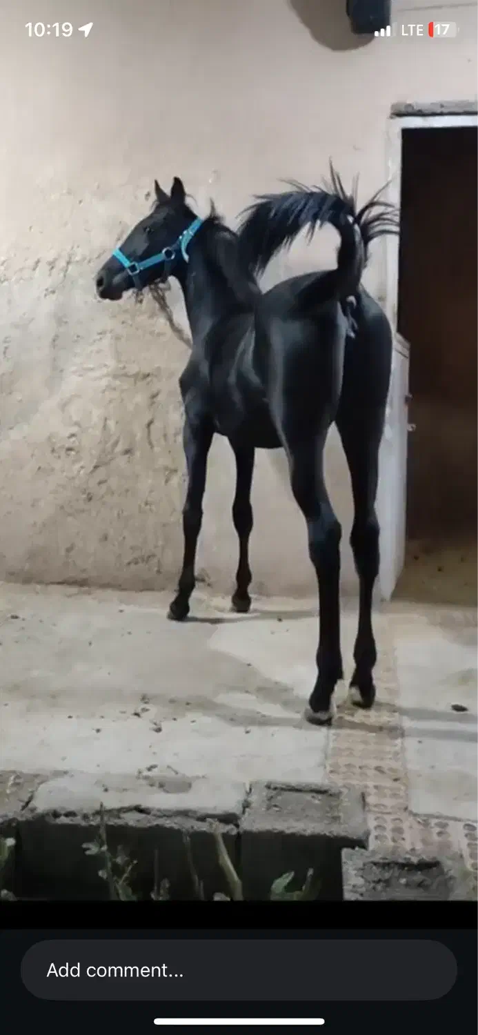 مادیون مشکی|اسب و تجهیزات اسبسواری|رفسنجان, |دیوار