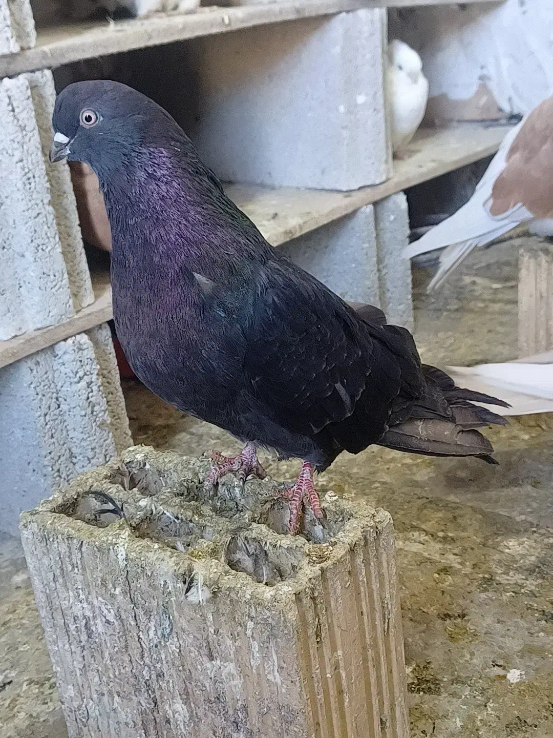 3عدد زاغ 3عدد فیلی|پرنده|سردشت, |دیوار