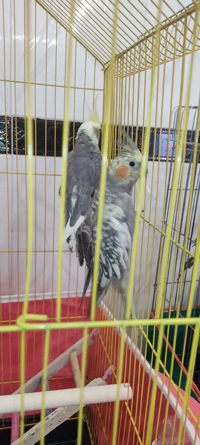 فروش جفت عروس هلندی|پرنده|مرودشت, پشت سایپا‎|دیوار