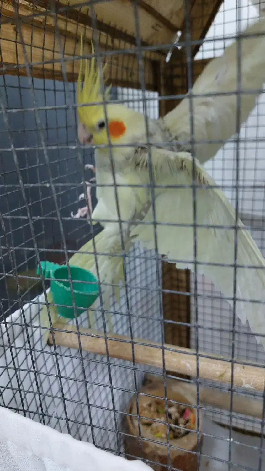 عروس هلندی|پرنده|چهاردانگه (تهران), |دیوار