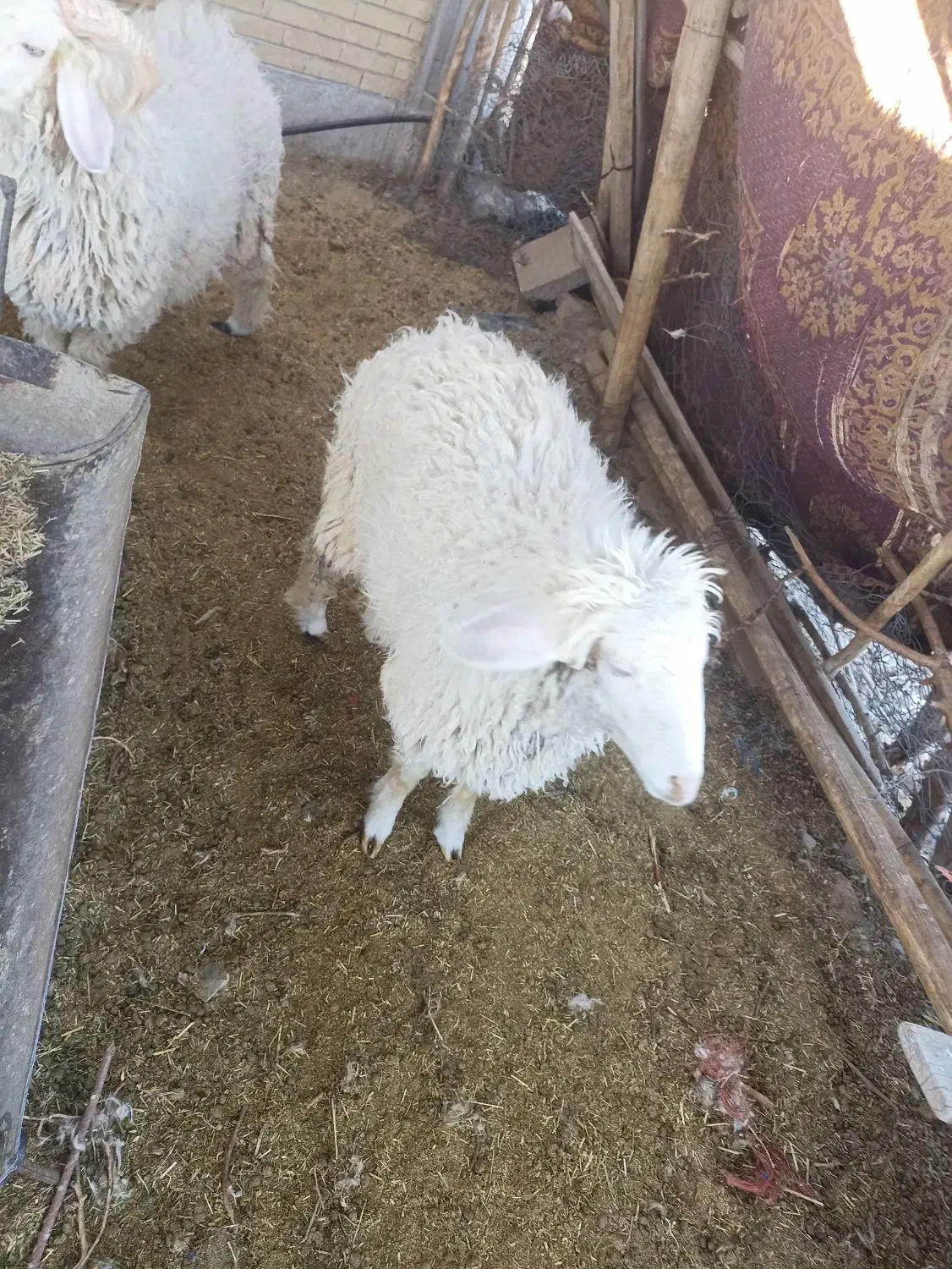 بره نر و ماده.سبک.بردسیر|حیوانات مزرعه|بردسیر, |دیوار