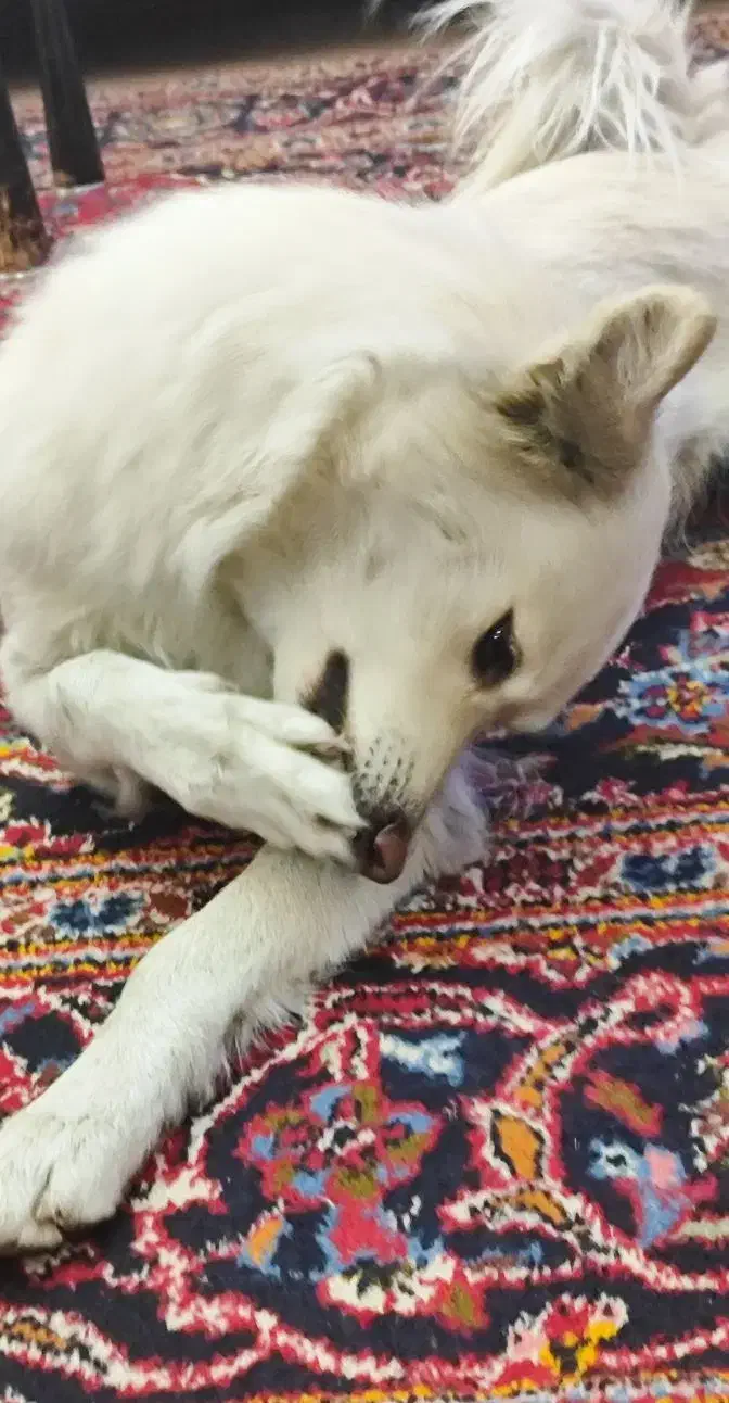 پیدا شده|حیوانات|شیراز, ستارخان|دیوار