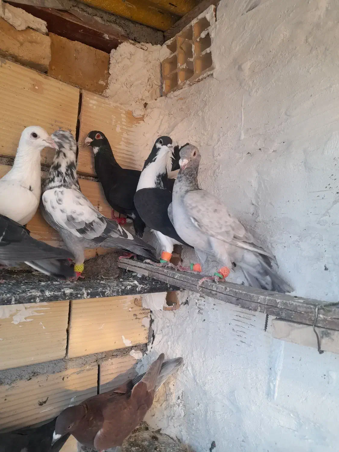 کفترپرشی|پرنده|تاکستان, |دیوار