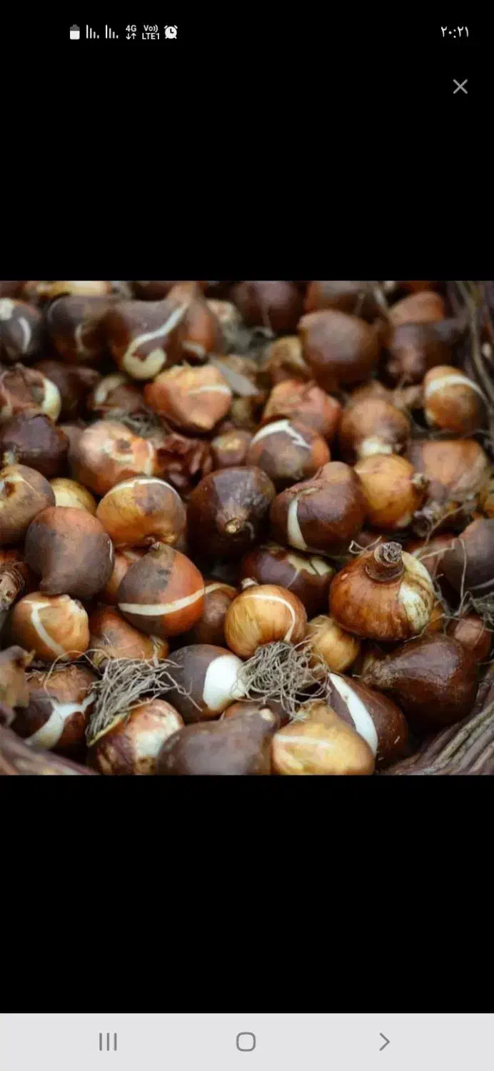 پیاز گل نرگس|گل و گیاه طبیعی|پلدختر, |دیوار