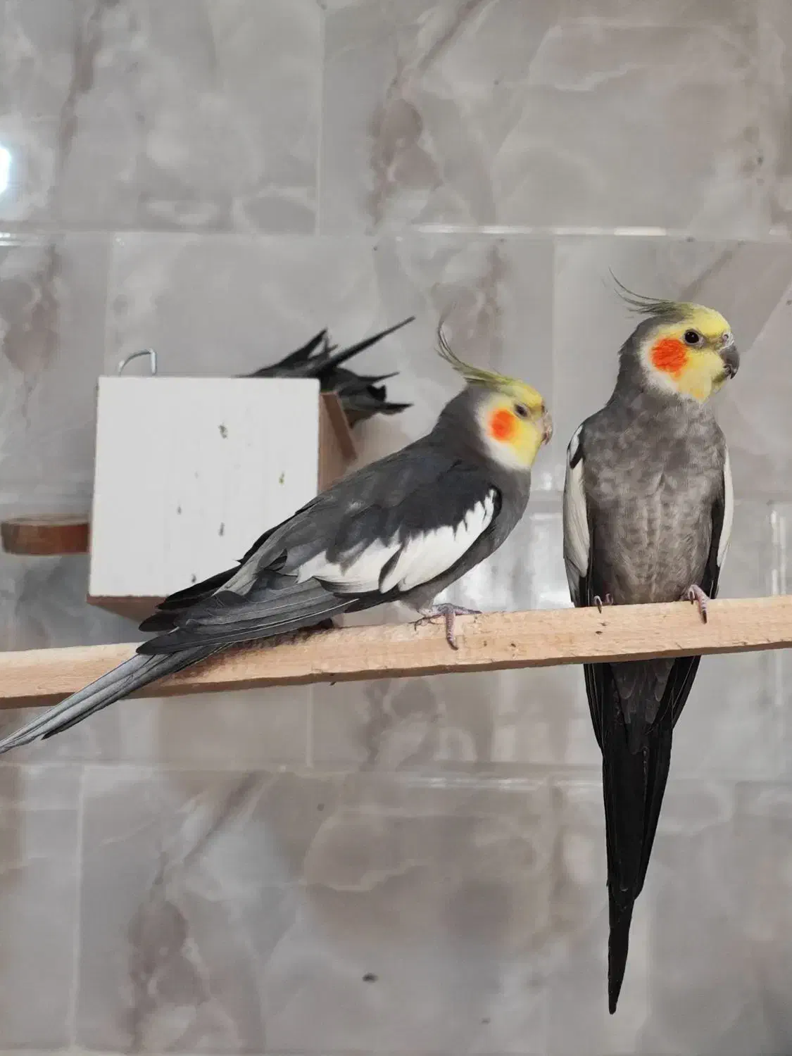 عروس هلندی|پرنده|یزد, |دیوار