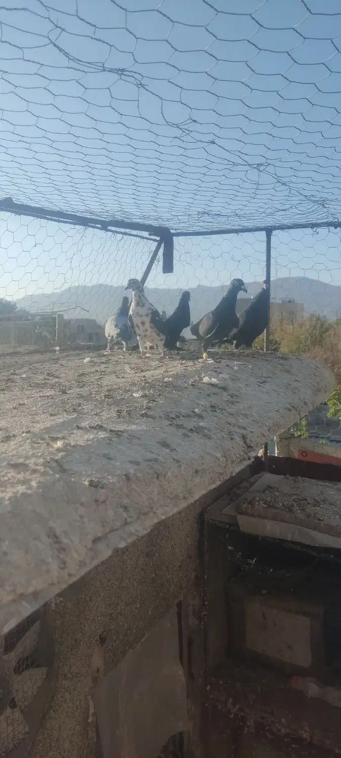 کفتر مناسب|پرنده|بیرجند, |دیوار