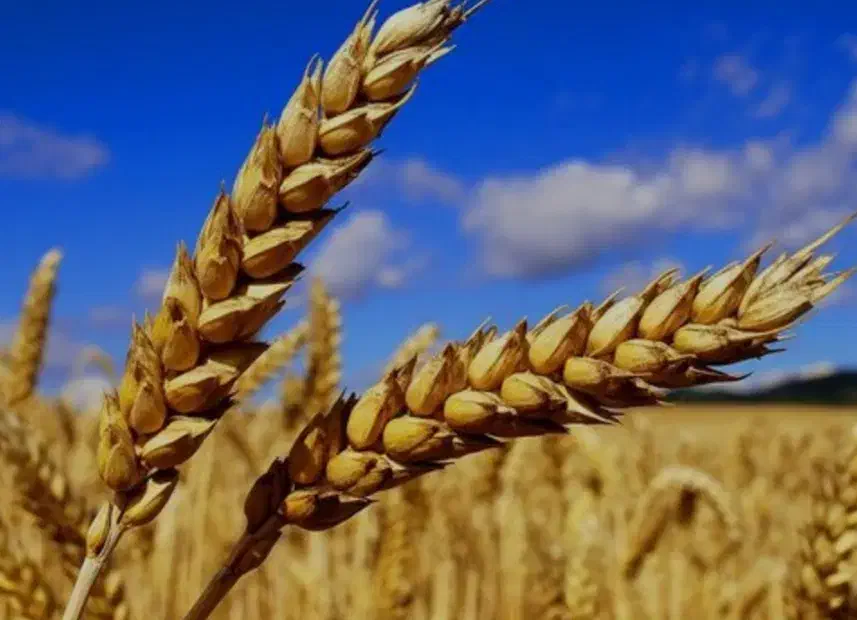 ارد|خوردنی و آشامیدنی|بروجن, |دیوار