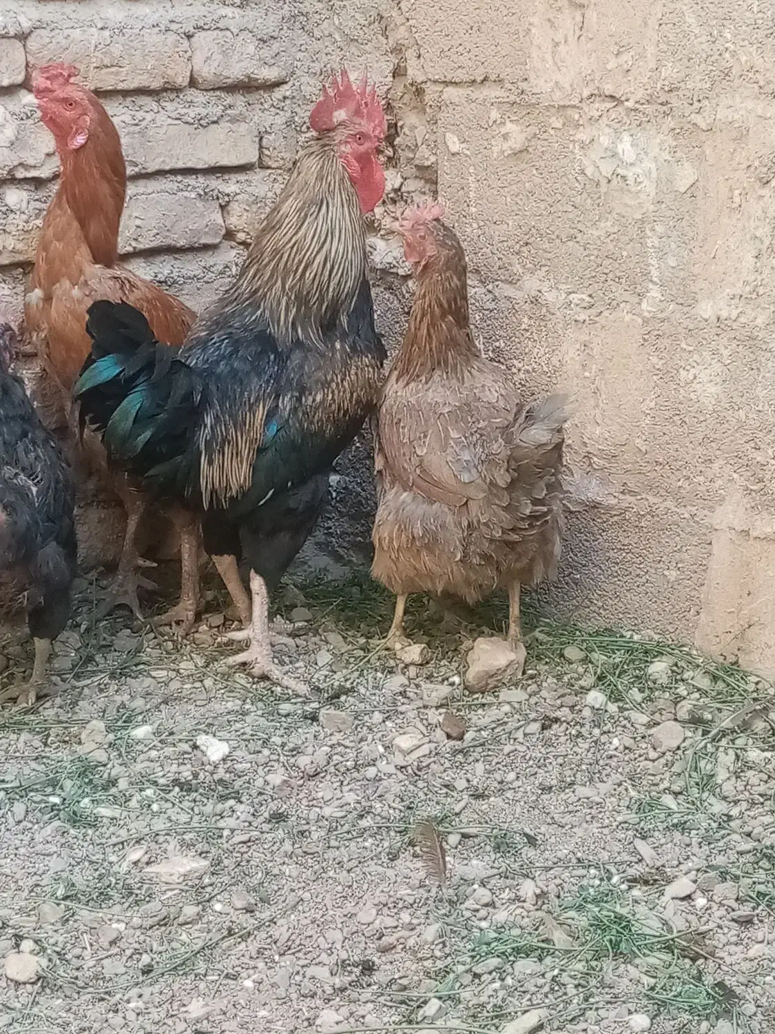 خروس خَنِگی|حیوانات مزرعه|خواف, |دیوار