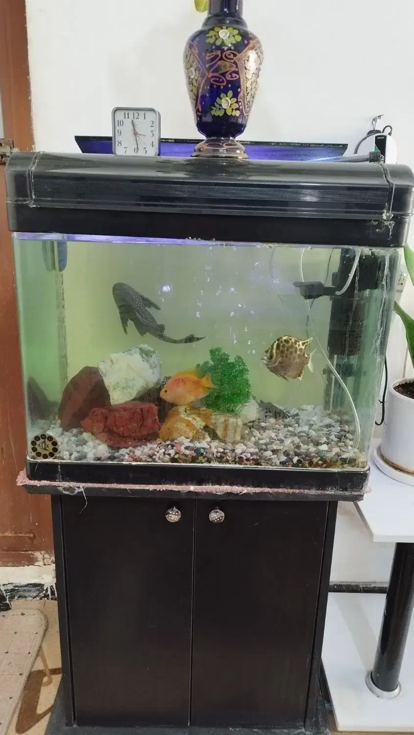 آکواریوم|ماهی|بهبهان, |دیوار