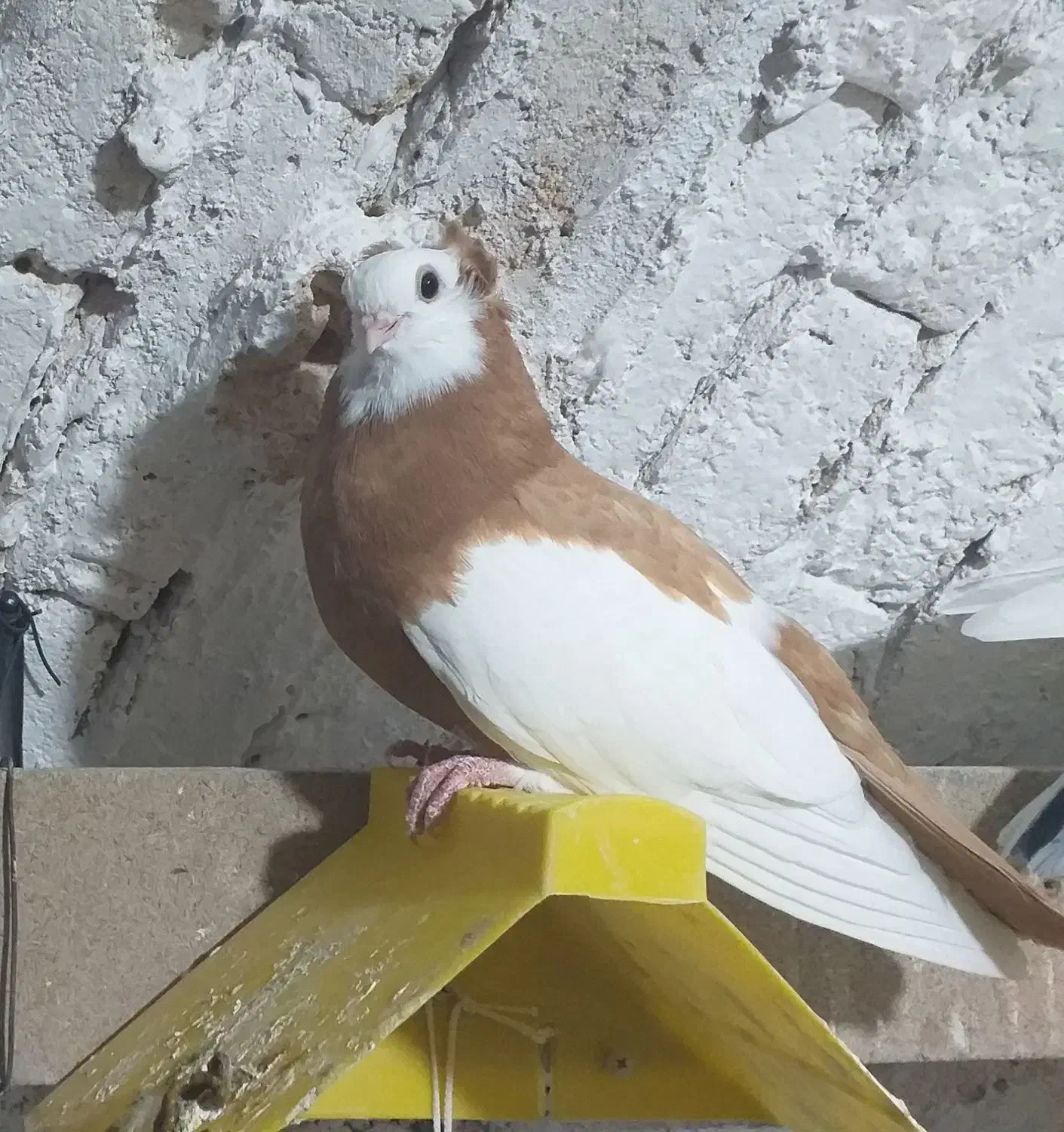 کبوتر زینتی (ناصری)|پرنده|تیران, |دیوار