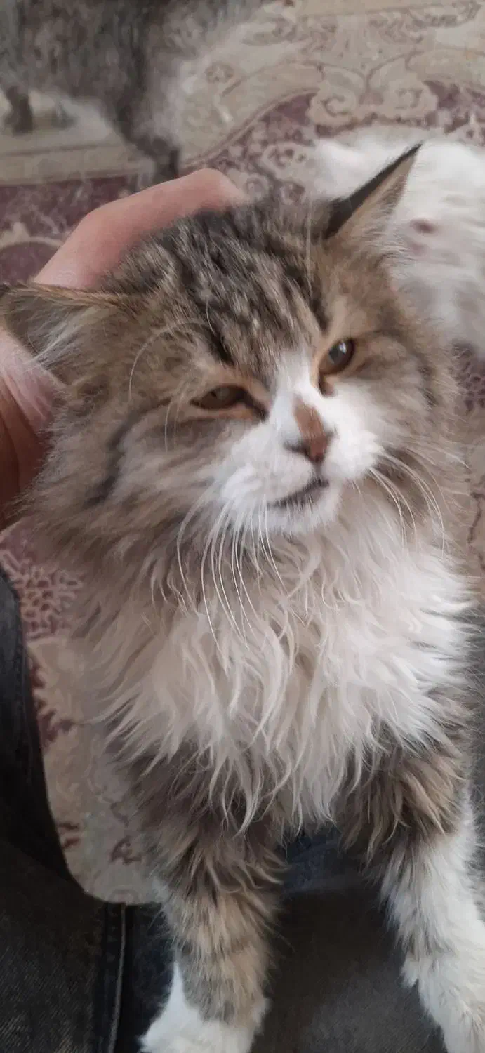 گربه خانگی واگذاری رایگان|گربه|اراک, |دیوار