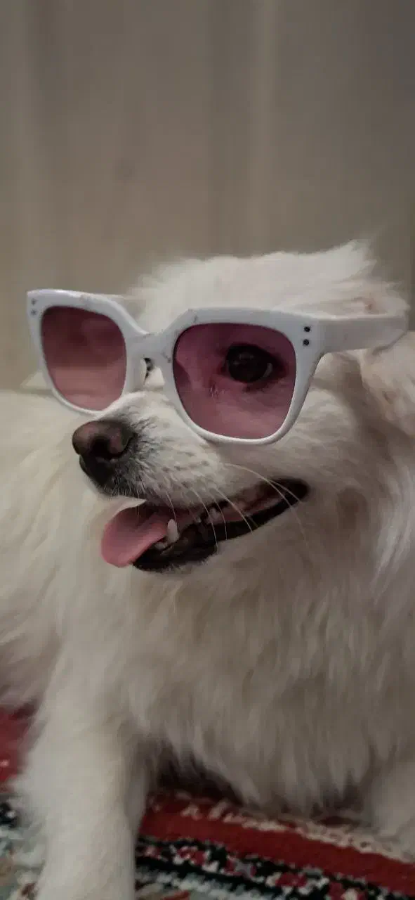 سگ پامر ماده|سگ|سبزوار, جهاد کشاورزی|دیوار