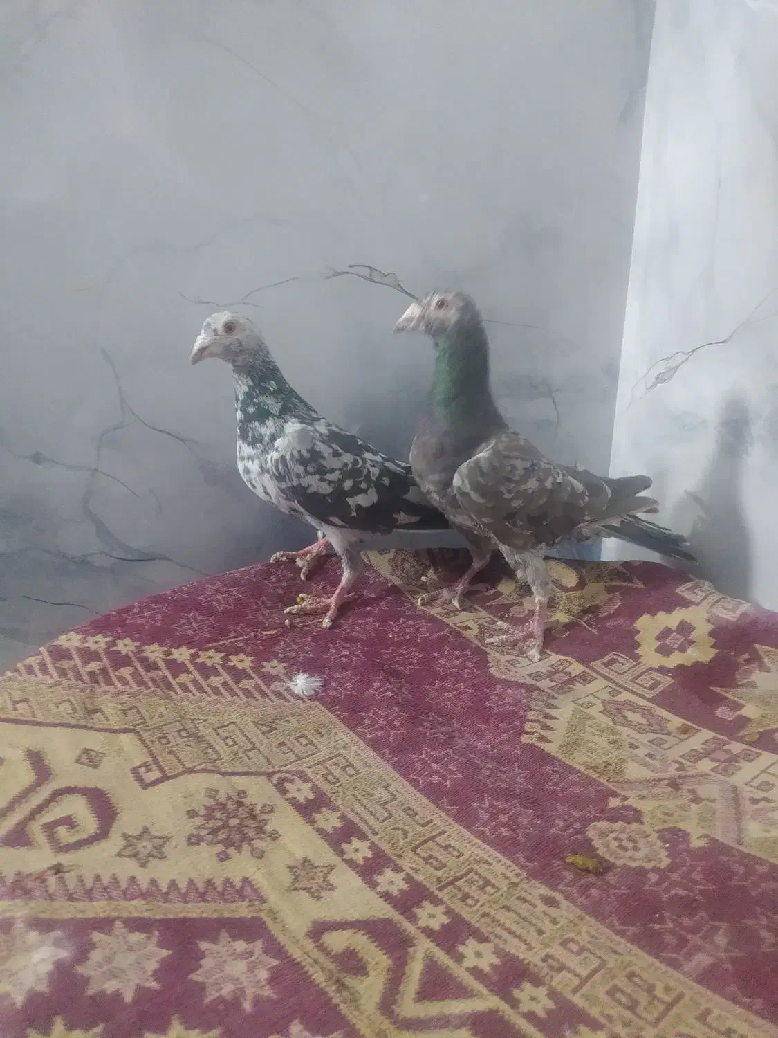 کبوتر کفتر|پرنده|تربت جام, کشتارگاه|دیوار