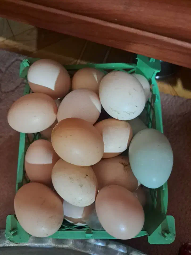 دستگاه جوجه کشی|حیوانات مزرعه|حویق, |دیوار